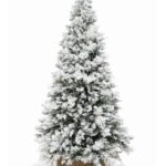 Snežna jelka SNOWY IMPERIAL PINE