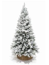 Snežna jelka SNOWY IMPERIAL PINE